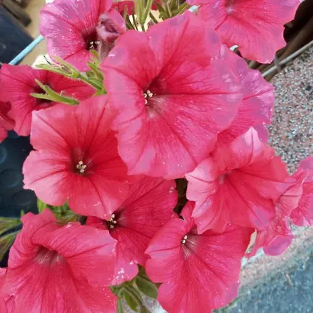 Luxury Eagle Daire *