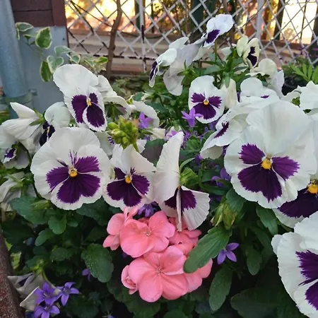 Luxury Eagle Apartamento